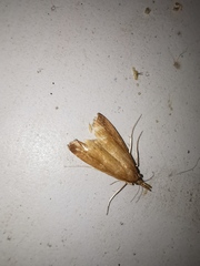 Donacaula forficella