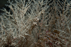 Rubramoena amoena