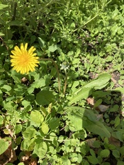Taraxacum officinale