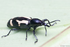 Cacopsalis rudis