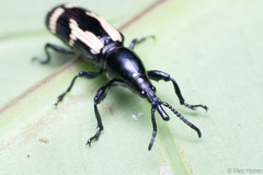 Cacopsalis rudis