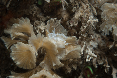 Antiopella cristata