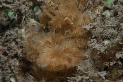 Bugulina turbinata
