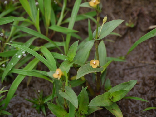 Murdannia versicolor (Murdannia versicolor)