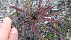 Pedicularis sudetica