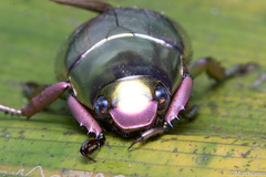 Chrysina pastori