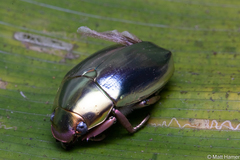 Chrysina pastori
