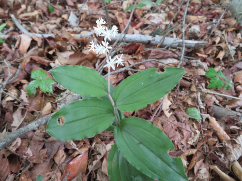 Image of Maianthemum japonicum by (c) Marco Mussita, some rights reserved (CC BY)