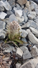 Pedicularis lanata
