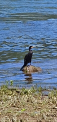 Phalacrocorax carbo