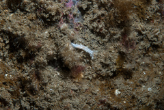 Duvaucelia lineata