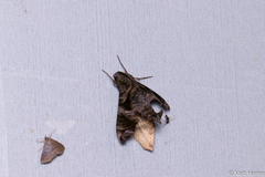 Nyceryx eximia