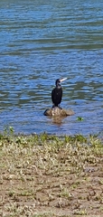 Phalacrocorax carbo