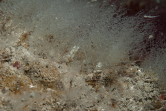 Halopteris catharina