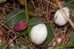 Corybas barbarae