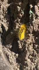 Lophocampa argentata