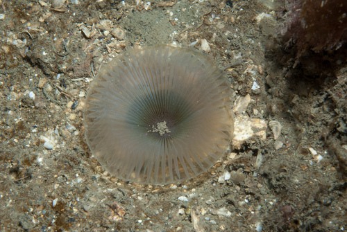 Myxicola infundibulum