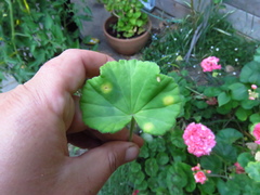 Puccinia pelargonii-zonalis