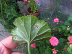 Puccinia pelargonii-zonalis