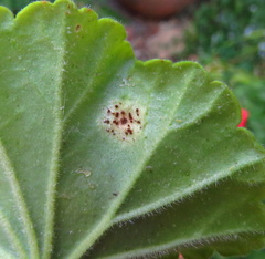 Puccinia pelargonii-zonalis