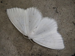 Ditrigona virgo
