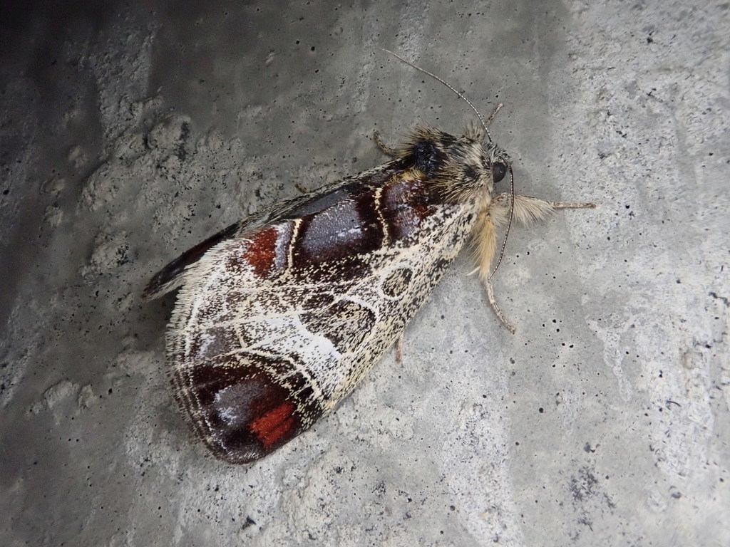 Sarbanissa venusta
