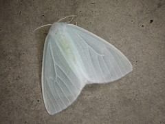 Arctornis chichibense