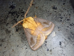 Narosoideus flavidorsalis