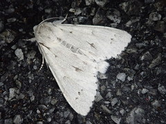 Acronicta vulpina
