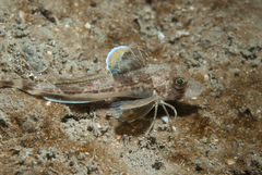 Eutrigla gurnardus