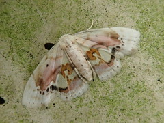 Holocryptis nymphula