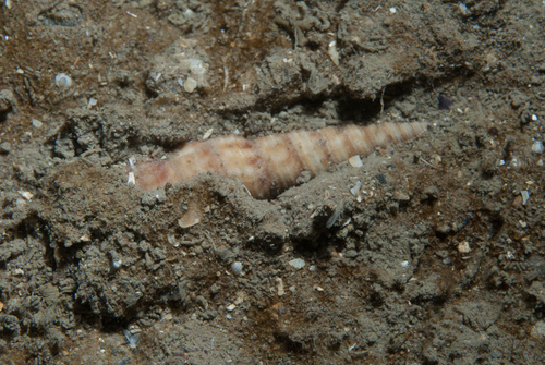Common Tower Shell