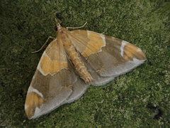Eulithis pyropata