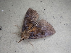 Hypena rivuligera