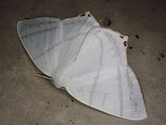 Ourapteryx obtusicauda