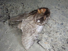 Peridea rotundata