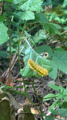 Lophocampa argentata