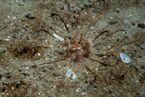 Mesacmaea mitchelli