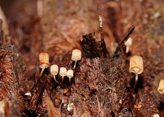 Mycena mamaku