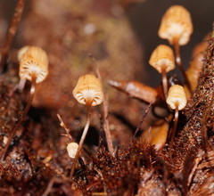 Mycena mamaku