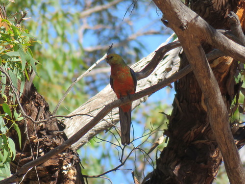 Western Rosella
