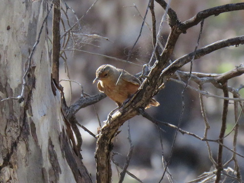 Climacteris rufus