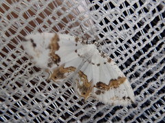 Eversmannia exornata