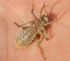 Orthetrum cancellatum