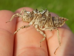 Orthetrum cancellatum