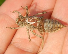 Orthetrum cancellatum