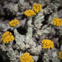 Helichrysum flanaganii