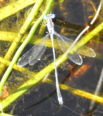 Lestes tridens