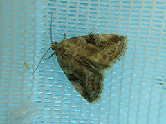 Pseudodeltote brunnea