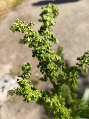 Rumex crispus